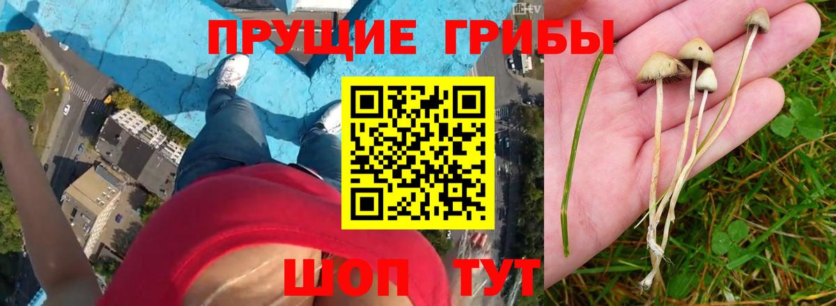 Фрязино  Псилоцибиновые грибы прущие грибы  Вход с VPN 